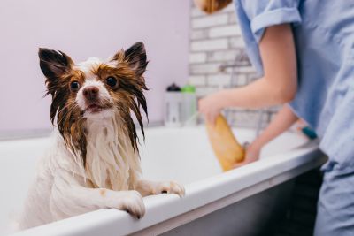 Pet Grooming and Pet Sitting Insurance in Castle Rock, CO by Ogle Insurance Agency