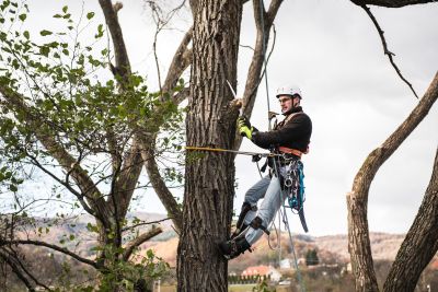 Tree Trimming Insurance in Castle Rock, CO by Ogle Insurance Agency